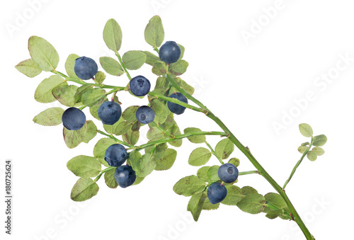 blueberry elevendark berries small branch