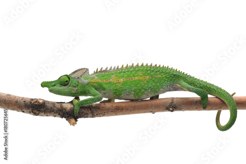 Male Lizard Antimena chameleon isolated on white background