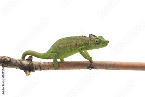 Female Lizard Antimena chameleon isolated on white background