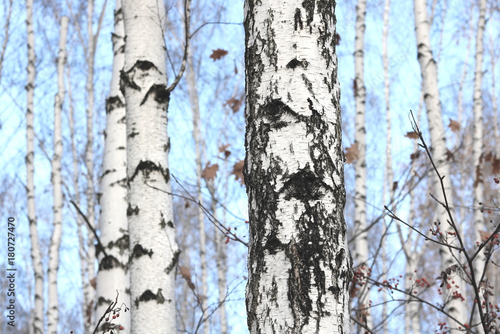 birch trees with white bark birch trees with white bark