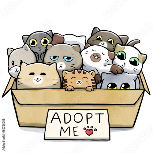 Fototapeta Naklejka Na Ścianę i Meble -  Box full of cats for adoption