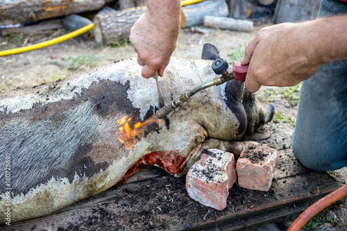 Burning a domestic pig before cutting. Removal of pig hair.