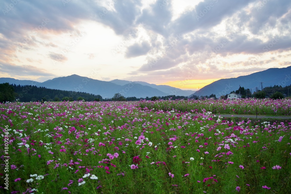 夕暮れのコスモス畑