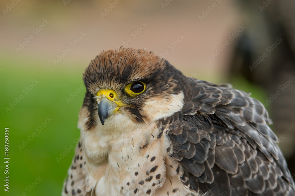 photo portrait of a Peregrine falcon photo portrait of a Peregrine falcon