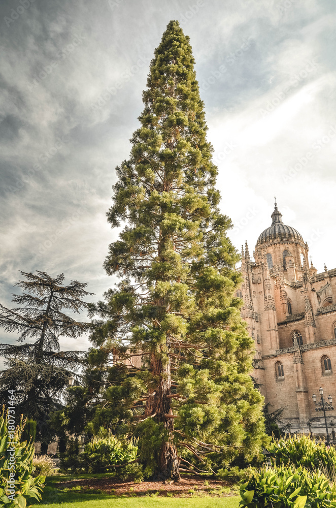 Salamanca, Castilla y León, Spain, Europe 
