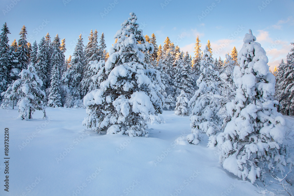 Fototapeta premium beautiful winter landscape snow tree