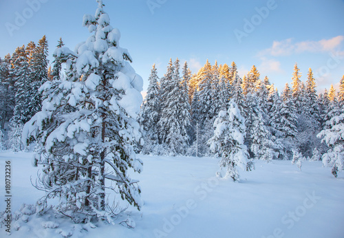 beautiful winter landscape snow tree © Olga Miltsova