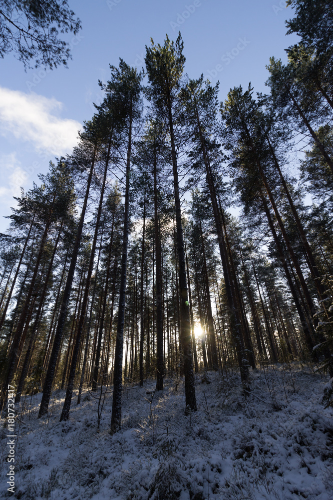 Obraz premium Winterwald