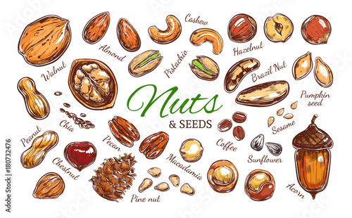 Nuts and seeds colorful collection. Vector Hand drawn objects . Isolated on white. Modern brushpen Calligraphy.