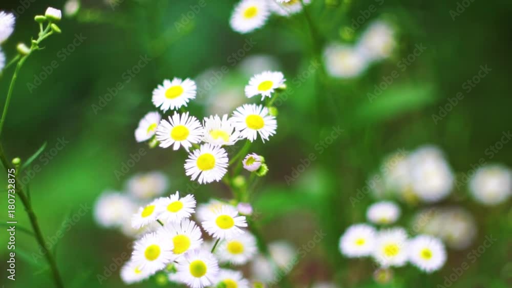 Beautiful chamomiles bloom in the garden and sway in the wind. Beautiful chamomiles bloom in the garden and sway in the wind.
