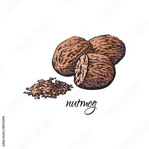 Whole and ground fragrant nutmeg with caption, sketch style vector illustration isolated on white background. Hand drawn nutmeg, whole and powder, vector illustration