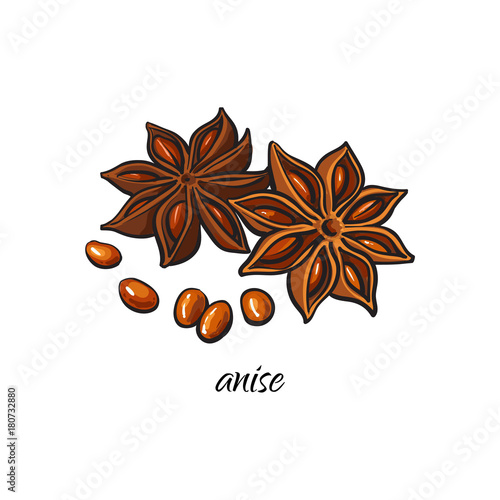 vector flat cartoon sketch style hand drawn dry anise star with seeds image. Isolated illustration on a white background. Spices , seasoning, flavorings, condiments and kitchen herbs concept.