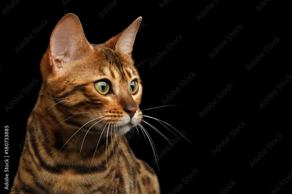 Portrait of Angry Bengal Cat Meowing on isolated Black Background