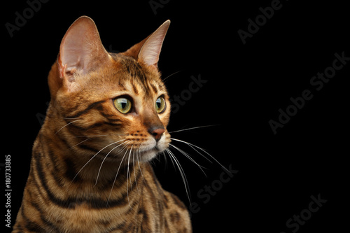 Portrait of Bengal Cat, Looking at side, on isolated Black Background, profile view