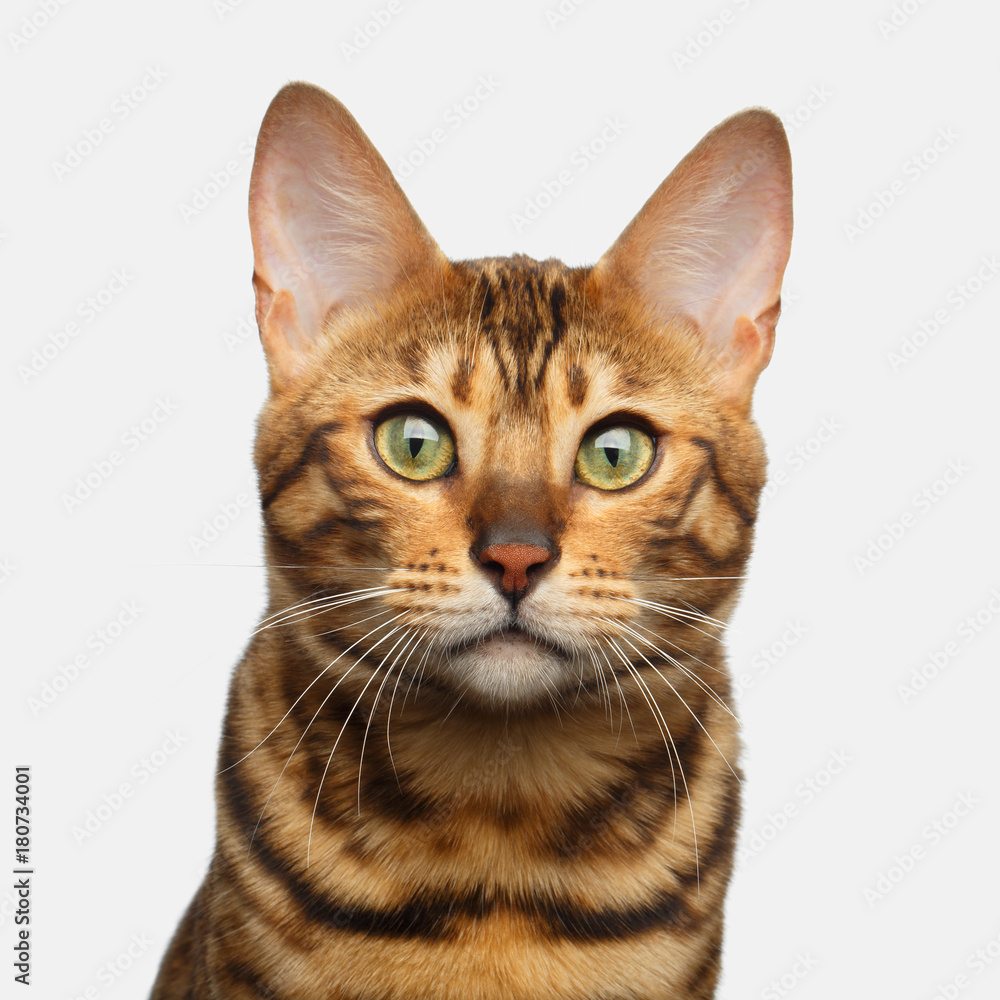 Portrait of Bengal Cat, Looking at camera, on isolated White Background, front view Portrait of Bengal Cat, Looking at camera, on isolated White Background, front view