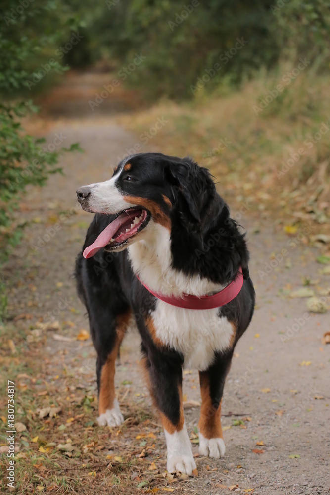Young bernese mountain dog on a walkway