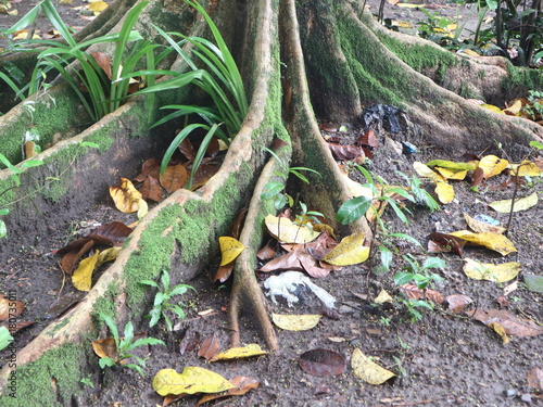 Fall tree roots in the forest with green foliage and paths 
