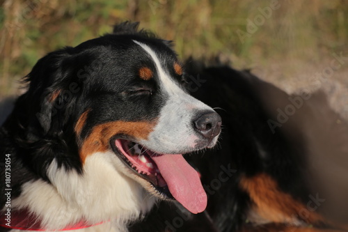 Portrait of a young bernese mountain dog