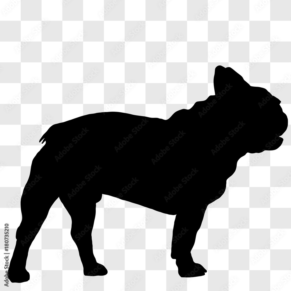 Silhouette of a male French bulldog on the right side in black on a ...