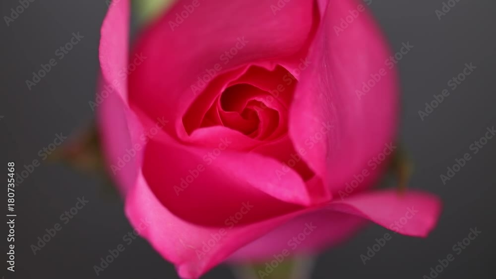 Slowly revolving dark pink rose Slowly revolving dark pink rose