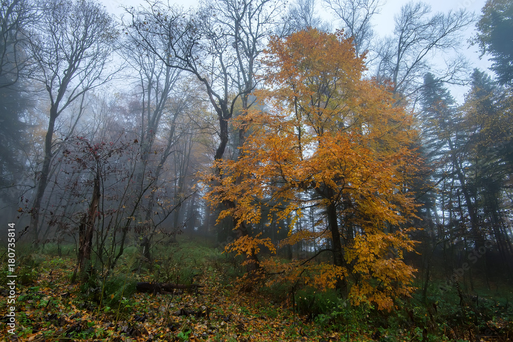 Fototapeta premium Scenic landscape of forest in fall and lonely tree