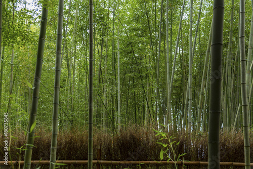 Famous bamboo forest at Arashiyama , Kyoto