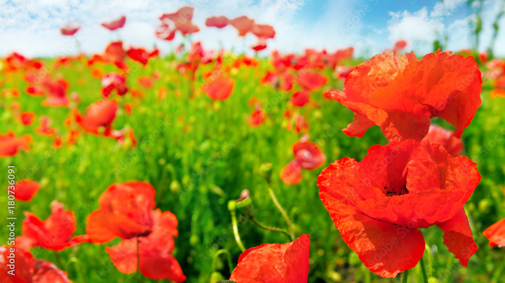 Field with scarlet poppies. Field with scarlet poppies.