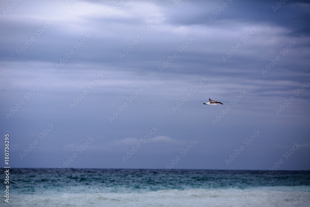 beautiful seagull on a gray sky background beautiful seagull on a gray sky background