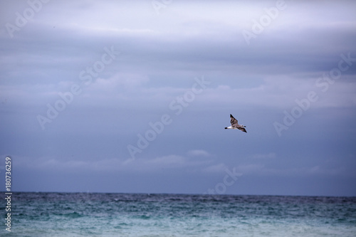 beautiful seagull on a gray sky background © Nikita Shevchenko
