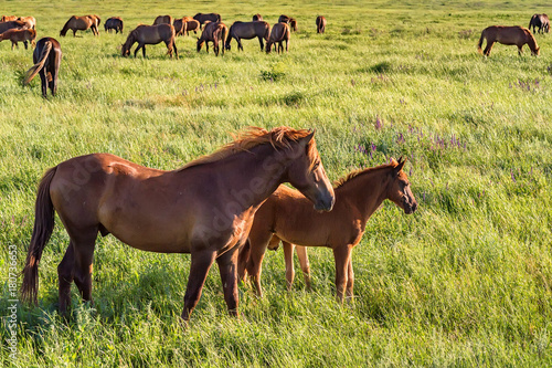 Wild foal and mare horses grazing on summer meadow