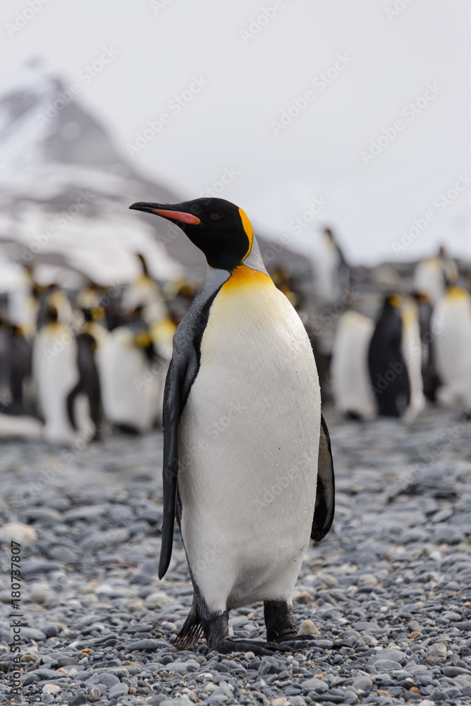 Fototapeta premium King penguin