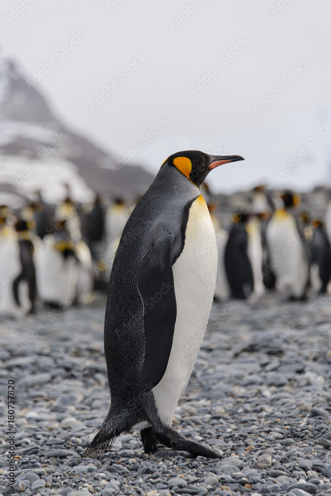 Fototapeta premium King penguin