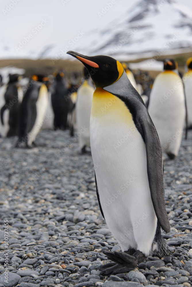 Fototapeta premium King penguin