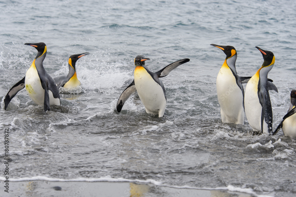 Fototapeta premium King penguins going from sea
