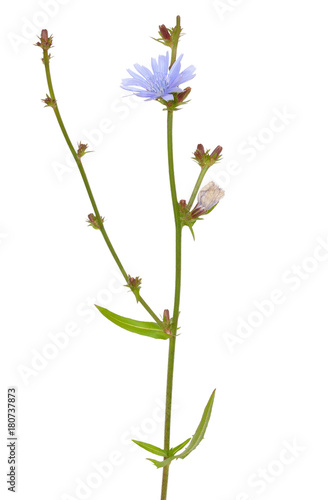 Cichorium flower