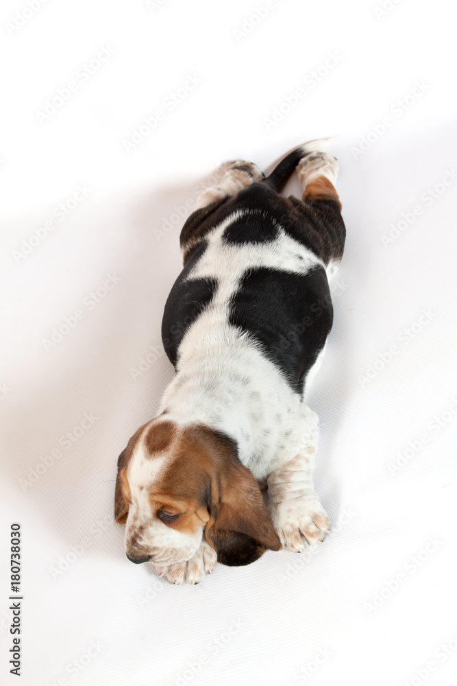 Basset hound puppy sleeps on his stomach on a white background