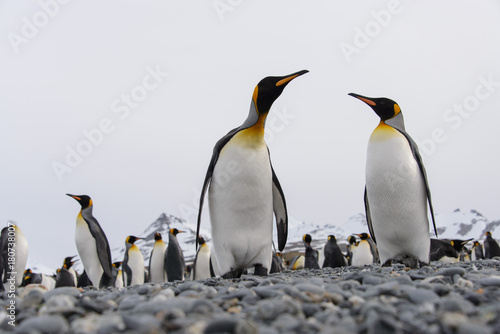 King penguins