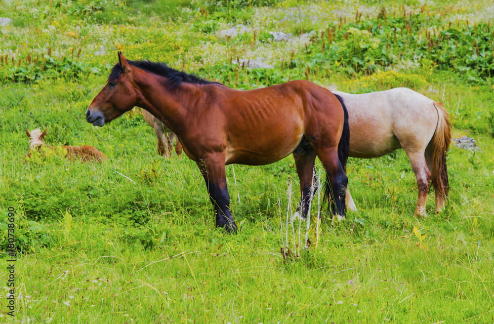 Beautiful landscape with wild horses in the mountain Beautiful landscape with wild horses in the mountain