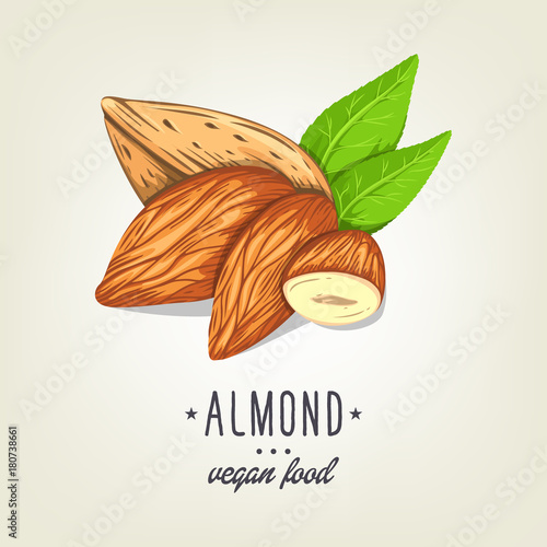 Colourful almond icon isolated on background. Vector sketch of realistic nut with leaves. Drawn vegan plant good for recipe book, booklet, card, menu or banner design.