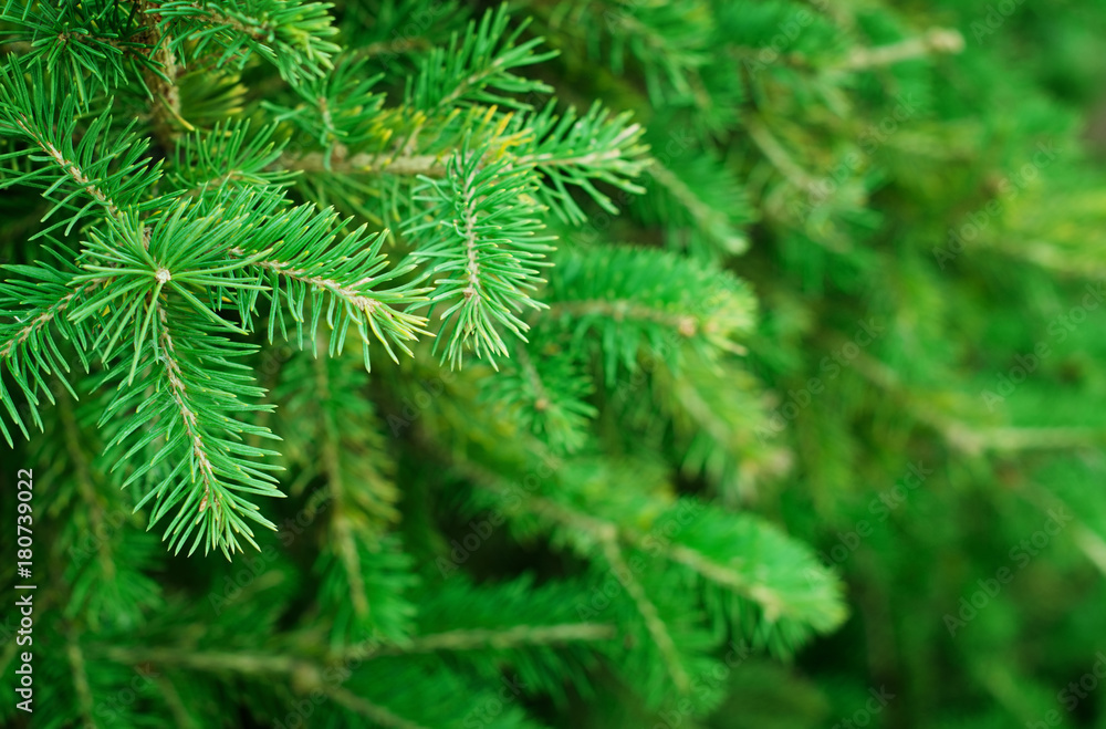 Green fir tree Green fir tree