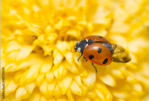 Red ladybug on a yellow flower, The Netherlands