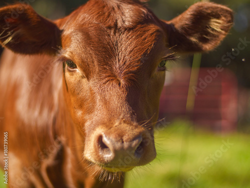 A Red Curious Calf Comes Closer to Investigate