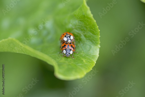 two red ladybugs mating on a green leaf, The Netherlands