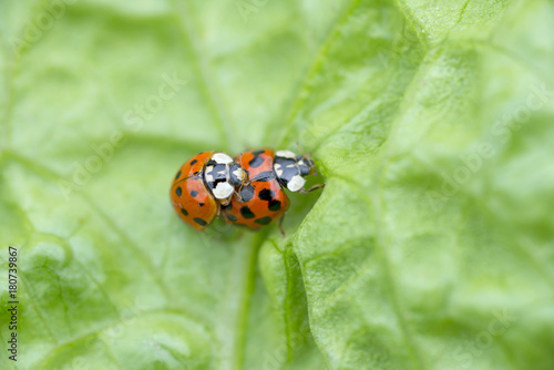 two red ladybugs mating on a green leaf, The Netherlands © anjokan