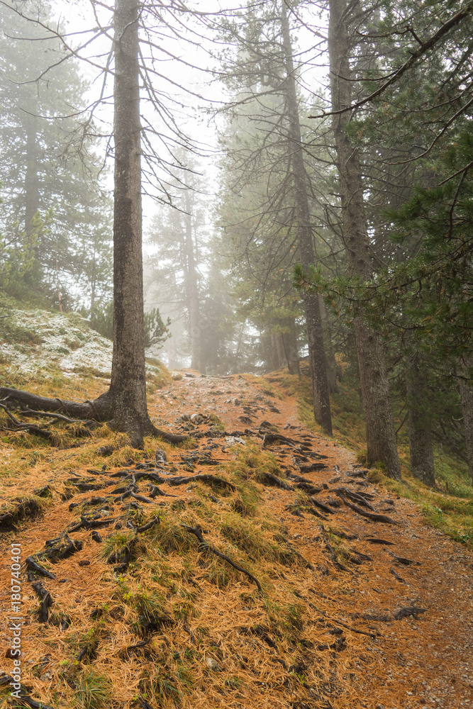 Obraz premium Wald