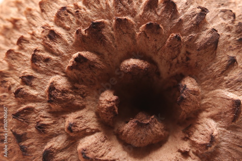 Detail of the cap of the mushroom Sarcodon imbricatus, the scaly hedgehog photo