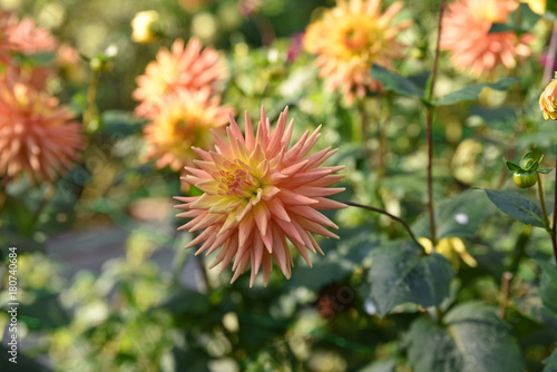 Fototapeta Naklejka Na Ścianę i Meble -  Dahlia cactus rose au jardin en été