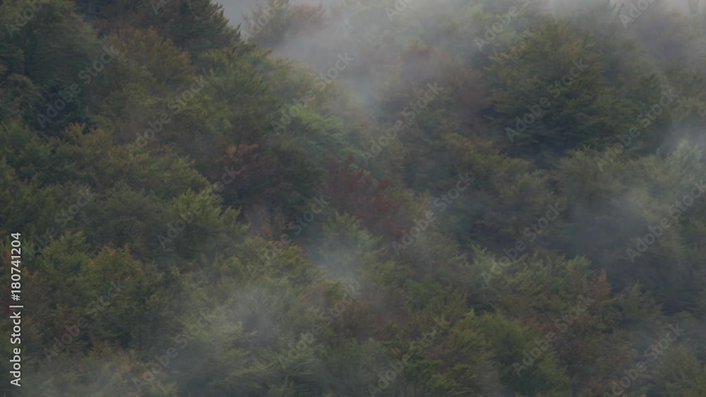 Foggy morning in the mountains