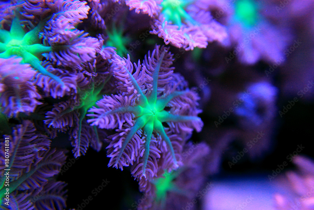 Fototapeta premium Clavularia rękawica polipy kolonia koralowa