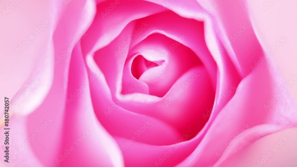 close up shot of Slowly revolving light pink rose close up shot of Slowly revolving light pink rose